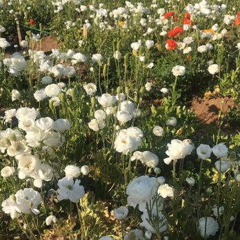 The Flower Fields - Venues & Event Spaces Near Me - Carlsbad, California The Flower Fields - Venues & Event Spaces Near Me - Carlsbad, California