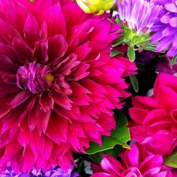Swan Island Dahlias - Nurseries & Gardening Near Me - Canby, Oregon