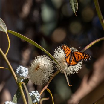 Monarch Butterfly Grove - Monarch Butterfly Grove - Pismo Beach, CA - Parks Near Me