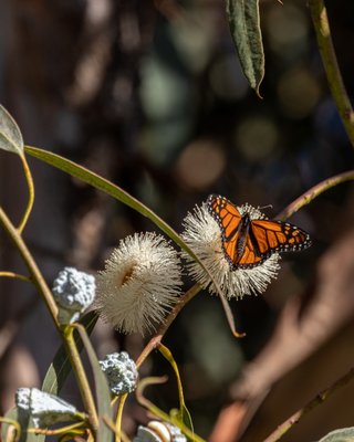 Monarch Butterfly Grove by null