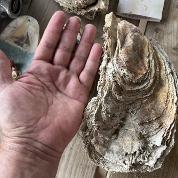 la Cabane des Tontons - It's a big one!! - Live/Raw Food Near Me - Leucate, 11 la Cabane des Tontons - It's a big one!! - Live/Raw Food Near Me - Leucate, 11