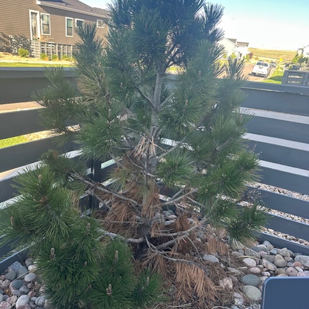 Taylor Brothers Landscape - Landscaping Near Me - Parker, Colorado Taylor Brothers Landscape - Landscaping Near Me - Parker, Colorado