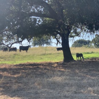 Sinclair Family Farm - bringing in the feeder calves - Farmers Market Near Me - Newcastle, California Sinclair Family Farm - bringing in the feeder calves - Farmers Market Near Me - Newcastle, California