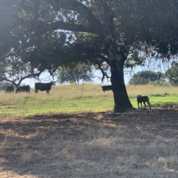 Sinclair Family Farm - bringing in the feeder calves