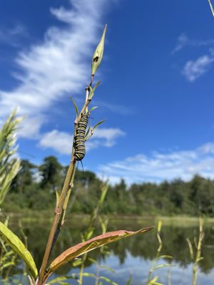 Jacksonville Zoo and Botanical Gardens by null