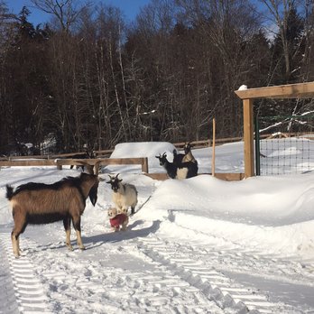 Never Too Spoiled - The one in the pink sweater is my "petrifying" dog while petrifying some goats. - Accessories Near Me - Philadelphia, Pennsylvania Never Too Spoiled - The one in the pink sweater is my "petrifying" dog while petrifying some goats. - Accessories Near Me - Philadelphia, Pennsylvania
