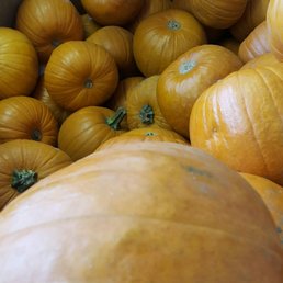 These pumpkins are 99cents each at the Shaw and Willow store.