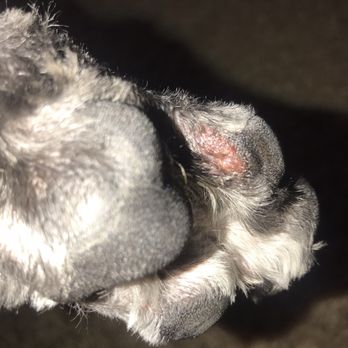 Mad About Dogs - Chunk of his paw pad cut - Pet Groomers Near Me - Mesa, Arizona
