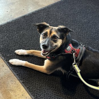 Durham Beer Garden - Dog friendly! - Beer Gardens Near Me - Durham, North Carolina