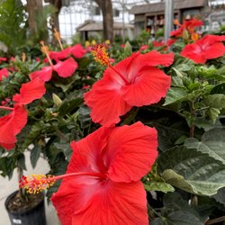 Ebert's Greenhouse Village - Tropical hibiscus