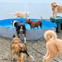 DogDayz