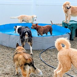 DogDayz