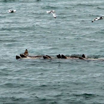 Alaska Saltwater Tours - Steller Sea Lions - Boat Tours Near Me - Seward, Alaska Alaska Saltwater Tours - Steller Sea Lions - Boat Tours Near Me - Seward, Alaska