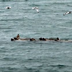 Alaska Saltwater Tours - Steller Sea Lions