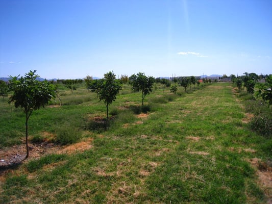 Gilcrease Orchard by null