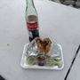 Photo of Pillulles Tacos