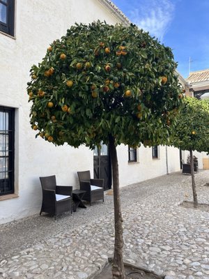 Hotel Cortijo del Marqués by null