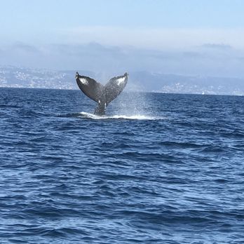 East Meets West  - Boat Charters Near Me - Newport Beach, California