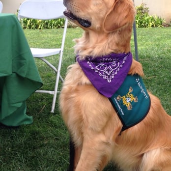 Love On 4 Paws - Animal Assisted Therapy Near Me - Rancho Palos Verdes, California Love On 4 Paws - Animal Assisted Therapy Near Me - Rancho Palos Verdes, California