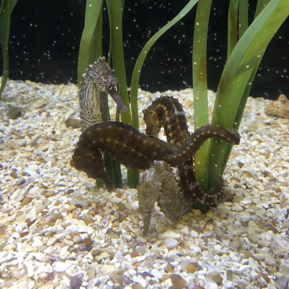 Texas State Aquarium - Aquariums Near Me - Corpus Christi, Texas Texas State Aquarium - Aquariums Near Me - Corpus Christi, Texas