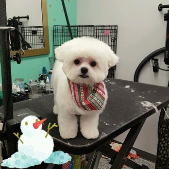 Puff & fluff - cario - Pet Groomers Near Me - Livonia, Michigan Puff & fluff - cario - Pet Groomers Near Me - Livonia, Michigan
