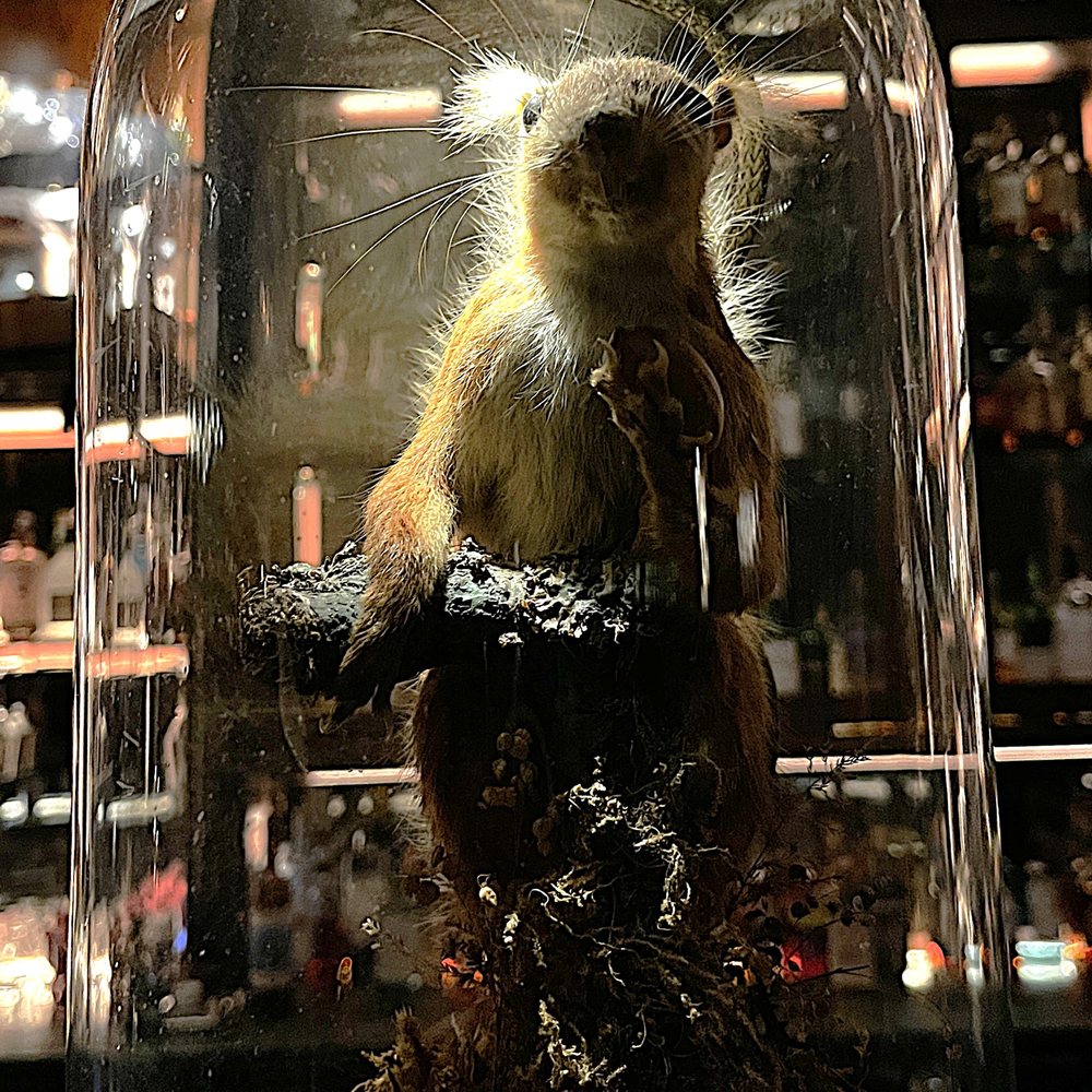 Deep Dive - Squirrel under glass - Speakeasies Near Me - Seattle, Washington Deep Dive - Squirrel under glass - Speakeasies Near Me - Seattle, Washington