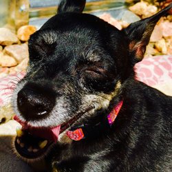Parkside Animal Health Center - My small dog Scout. She was so loved and well-cared for by Parkside Animal Health Center.