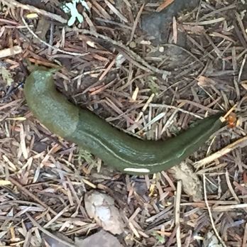 Ohanapecosh Campground - Slug - Parks Near Me - Packwood, Washington
