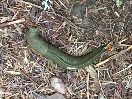 Ohanapecosh Campground by null