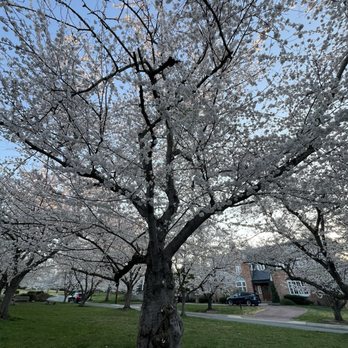 Kenwood Cherry Blossoms - Parks Near Me - Bethesda, Maryland Kenwood Cherry Blossoms - Parks Near Me - Bethesda, Maryland