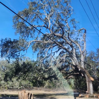 Withlacoochee River Electric Cooperative - The stump Davey left, that was a healthy big Cedar - Electricity Suppliers Near Me - Dade City, Florida Withlacoochee River Electric Cooperative - The stump Davey left, that was a healthy big Cedar - Electricity Suppliers Near Me - Dade City, Florida