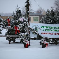 Northwoods Evergreen Tree Lot