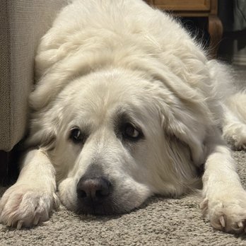 Jerry's Paw Spaw - Pet Sitting Near Me - North Richland Hills, Texas Jerry's Paw Spaw - Pet Sitting Near Me - North Richland Hills, Texas