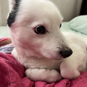 Dream Dog Grooming - Feels so much better after grooming w/ Suzie! - Pet Groomers Near Me Dream Dog Grooming - Feels so much better after grooming w/ Suzie! - Pet Groomers Near Me