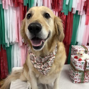 Creative Paw Spa - Pet Groomers Near Me