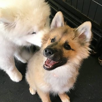 Dogtopia - Miramar - 3 - Pet Groomers Near Me - San Diego, California