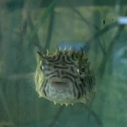 The South Fork Natural History Museum and Nature Center - Upclose with this fishy.