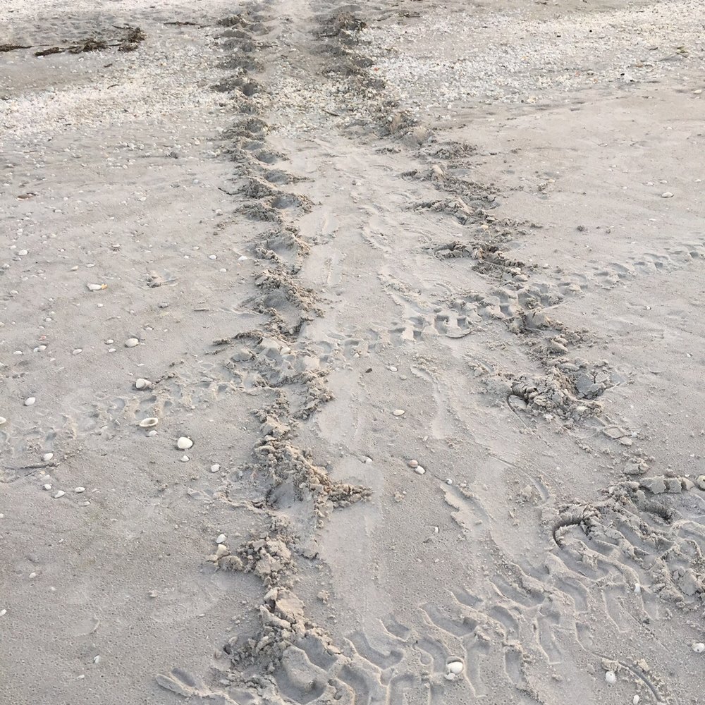 Pointe Santo De Sanibel Condominium - Turtle tracks on the beach from a female that laid her eggs during the nice. Wow. - Vacation Rentals Near Me - Sanibel, Florida Pointe Santo De Sanibel Condominium - Turtle tracks on the beach from a female that laid her eggs during the nice. Wow. - Vacation Rentals Near Me - Sanibel, Florida