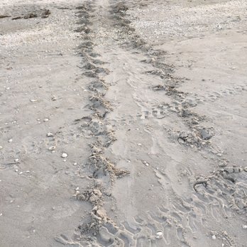 Pointe Santo De Sanibel Condominium - Turtle tracks on the beach from a female that laid her eggs during the nice. Wow. - Vacation Rentals Near Me - Sanibel, Florida Pointe Santo De Sanibel Condominium - Turtle tracks on the beach from a female that laid her eggs during the nice. Wow. - Vacation Rentals Near Me - Sanibel, Florida