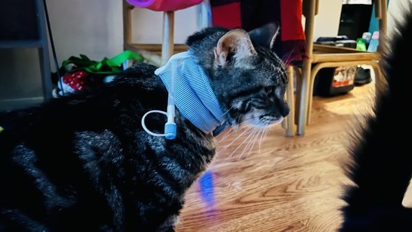 The Cat Hospital of Ft Myers