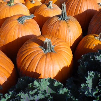 Mays Greenhouse - Pumpkins for carving or decorations - Nurseries & Gardening Near Me - Bloomington, Indiana