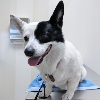 thrive animal hospital