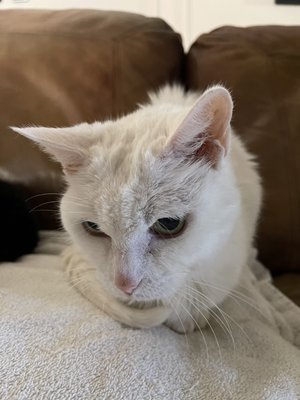 KITTEN TO CAT HOSPITAL - Updated February 2025 - 12 Photos & 16 Reviews