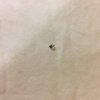 Hampton Inn Memphis-Poplar - Dead bug on pillowcase - Hotels Near Me - Memphis, Tennessee Hampton Inn Memphis-Poplar - Dead bug on pillowcase - Hotels Near Me - Memphis, Tennessee