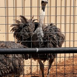 Hillcrest Zoo