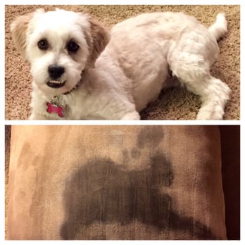 Clean & Dry Carpet Care - Carpet Cleaning Near Me - Modesto, California