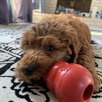 Twisted Oaks Doodle Ranch - Doodle - OWNER FALSIFIES VET RECORDS. BEWARE and confirm vet records prior. - Pet Breeders Near Me