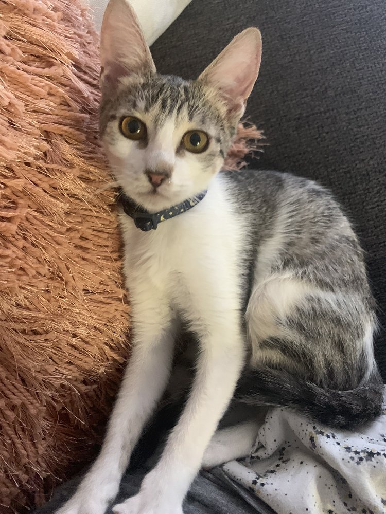 STEELE CANYON VETERINARY CLINIC Updated October 2024 53 Reviews