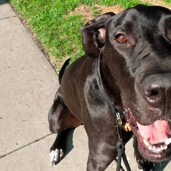 Poochie Promenade Pet Services - Dog Walkers Near Me - Chicago, Illinois Poochie Promenade Pet Services - Dog Walkers Near Me - Chicago, Illinois
