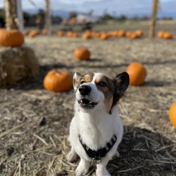 Jacobs Farms - Pup's first time at a pumpkin patch! - Pumpkin Patches Near Me - San Jose, California Jacobs Farms - Pup's first time at a pumpkin patch! - Pumpkin Patches Near Me - San Jose, California